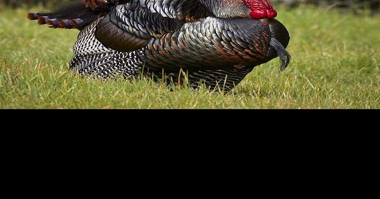 National Wild Turkey Federasyonu, yıllık bayram avını destekliyor, güvenlik 18 Mart’ta |  Spor Dalları