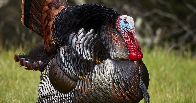 National Wild Turkey Federasyonu, yıllık bayram avını destekliyor, güvenlik 18 Mart’ta |  Spor Dalları