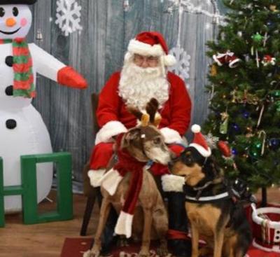 Wannabe Rescued Santa with dogs