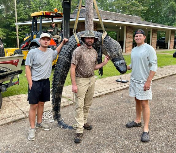 Florida Gator Hunting Get Bit Outdoors Oviedo FL, 54% OFF