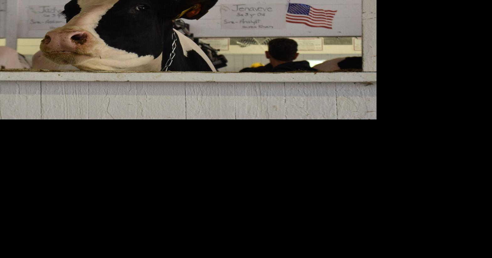 Wisconsin's Adopt a Cow program connects students with dairy farms