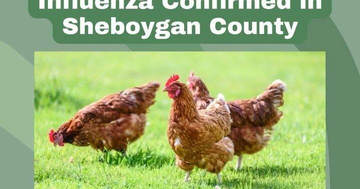 Avian influenza identified in Sheboygan poultry flock | Local News ...