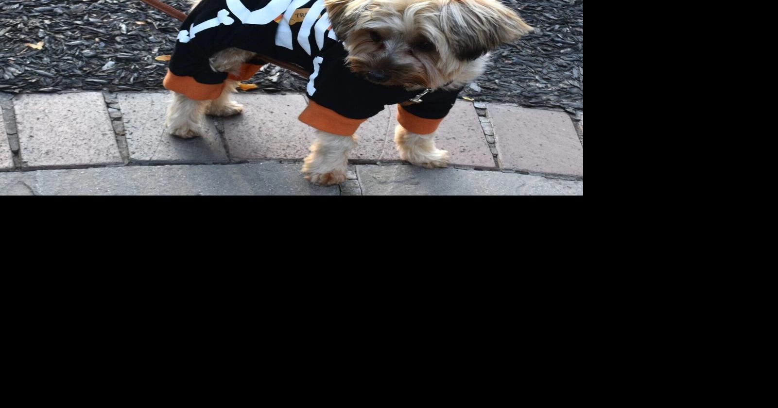 Happily Haunted, Boos & Brews and Happily Haunted Hounds returns to Bookworm Gardens
