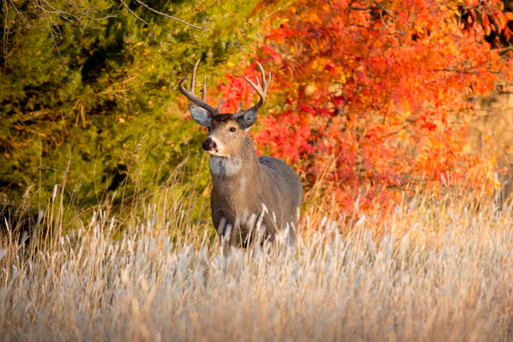 Wisconsin Gun Deer Hunting Season Opens Saturday, Nov. 19 | Sports ...