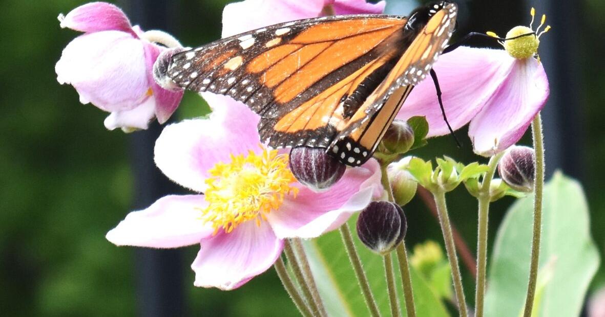 Things with Wings event for at-home learners takes place at Bookworm Gardens Sept. 14