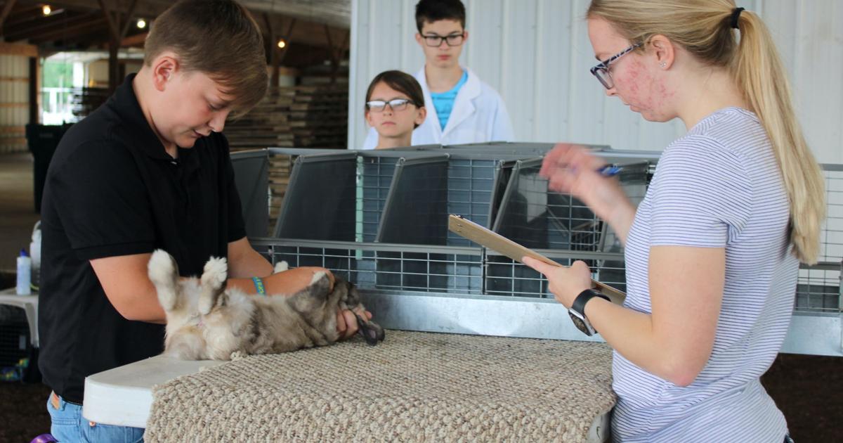 Show Rabbit Operation Scott wins Best of Show Rabbit for second consecutive year | News ...