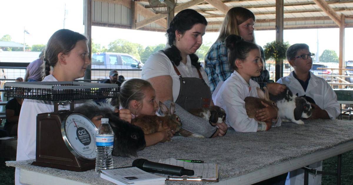 Davidson's ear-resistable rabbit gets Best of Show | News | shelbynews.com