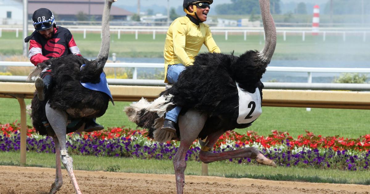 Packed house watches first ever Exotic Animal Racing | Sports ...