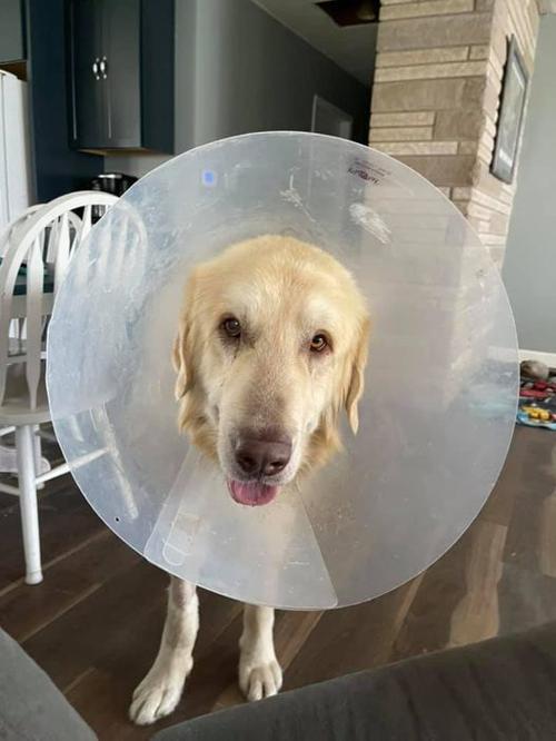 Dog who needed surgery recovering well