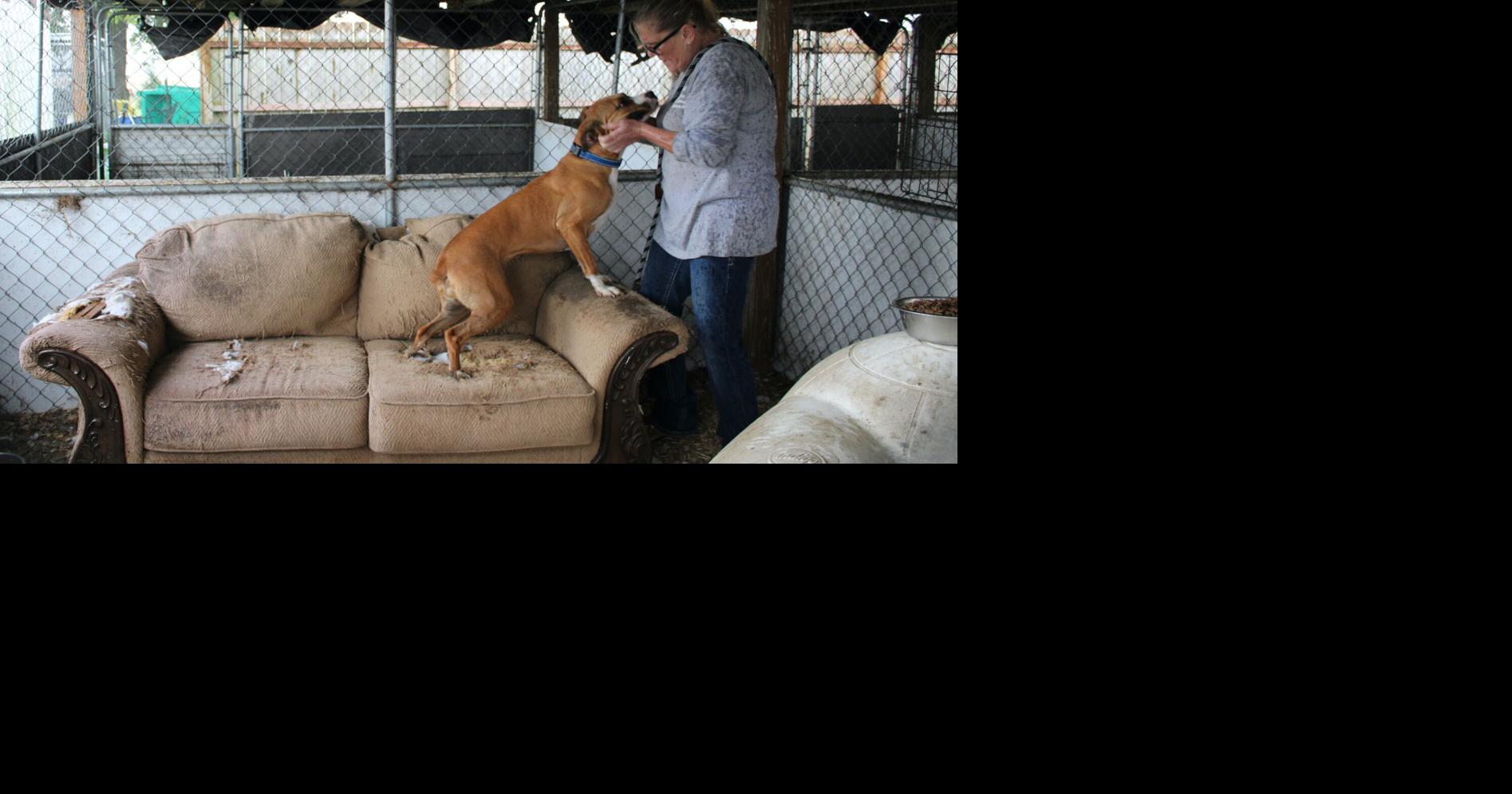 Canine Castaways Rescue seeking funding for facility upgrades News