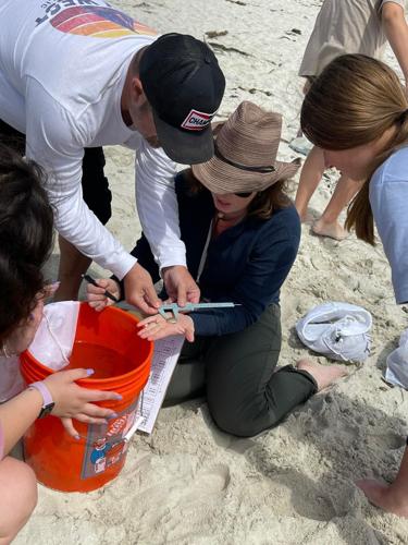 measure crabs