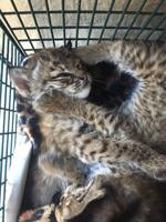 Rescuers bitten after mistaking bobcats for domestic kittens