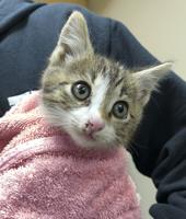 Kitten rescued from Highway  101 available for adoption