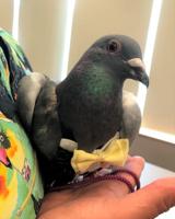 Pet of the week