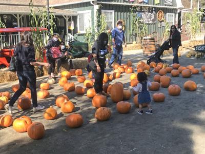 Mesilla valley pumpkin patch coupon