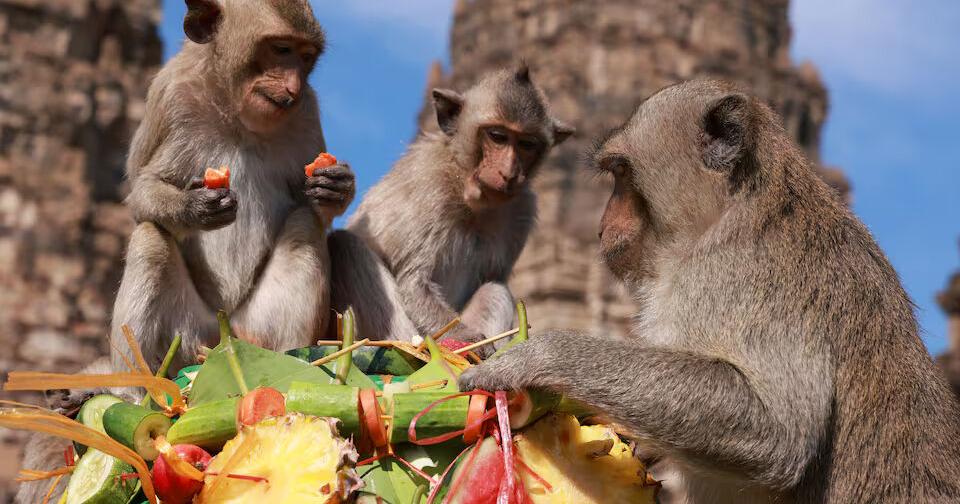 Officials have a plan to end years of monkey mayhem in a central Thai city - Vimarsana News