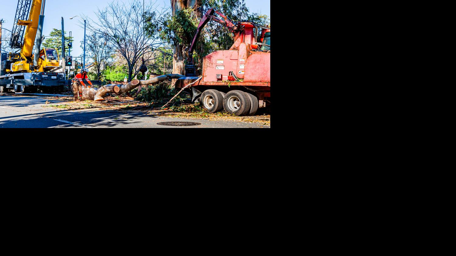 Burlingame's ‘big dig’ sees 30 trees removed so far