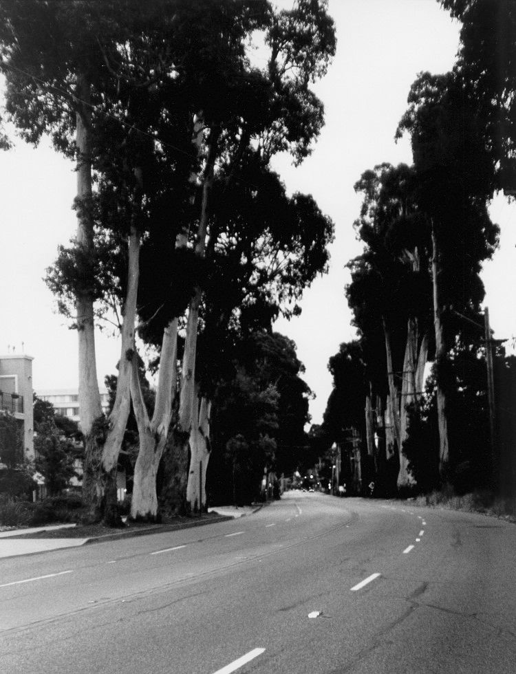 Burlingame is ‘The City of Trees’ for good reason Local News