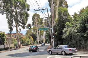 ECR project faces tree concern: Caltrans intersection widening plan at El Camino Real and Floribunda Avenue in early stages