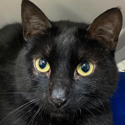 Cat rescued from San Mateo-Hayward Bridge utility box