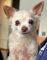 Adoption fees waived for blind Chihuahua seeking home