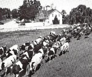 The Spanish Buck — cow hides