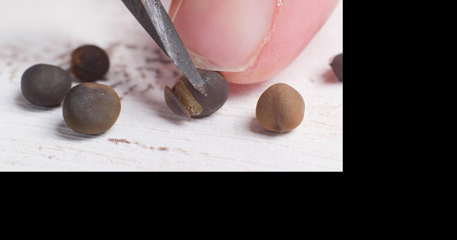 Scarification: The simple seed-starting trick | Home And Garden ...