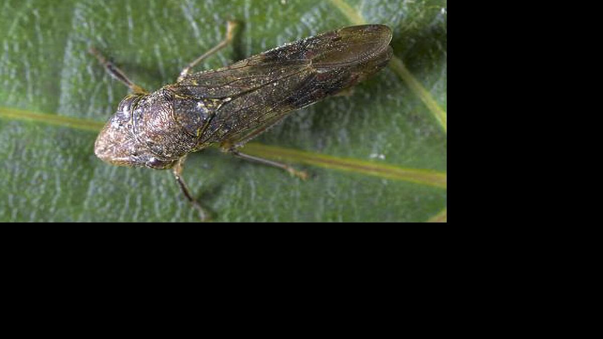 Invasive grapevine-killing pest found in hundreds of Bay Area plants
