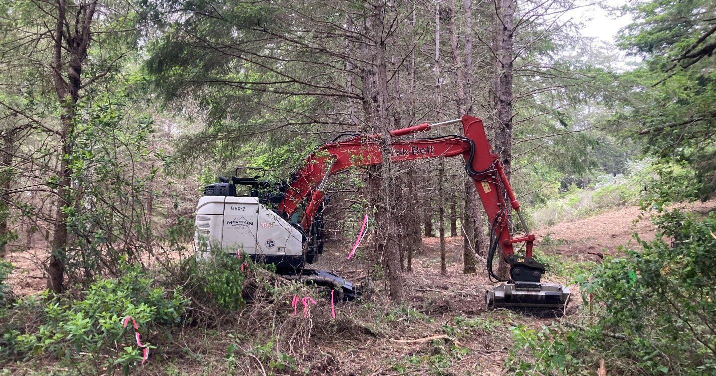 Forest health project begins at Butano State Park - Vimarsana News