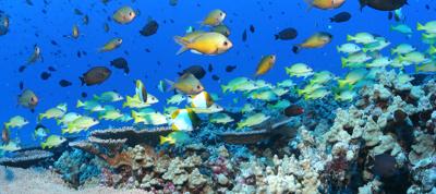 Protecting sea life