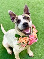 Pet of the week