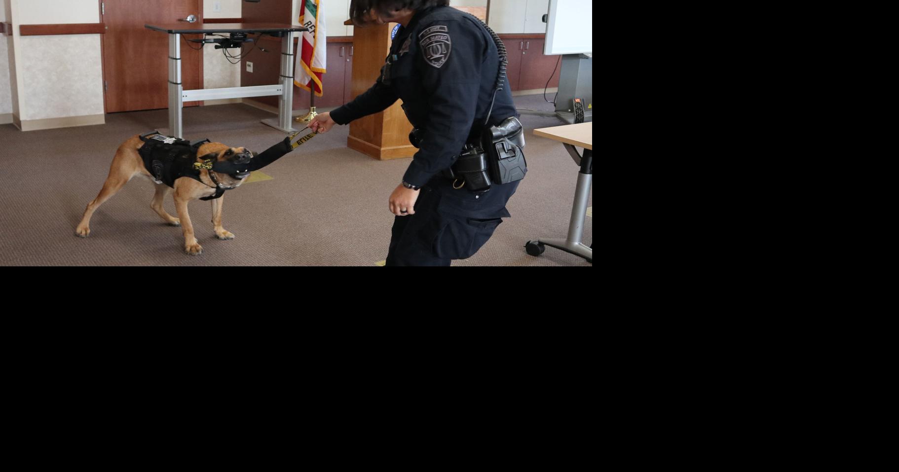 Taking a bite out of crime: San Mateo police dog balances community ...