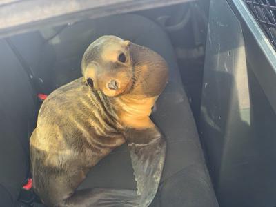 Baby sea lion
