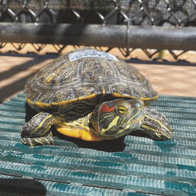 Red-eared sliders.jpg
