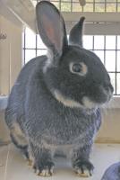 Pet of the week