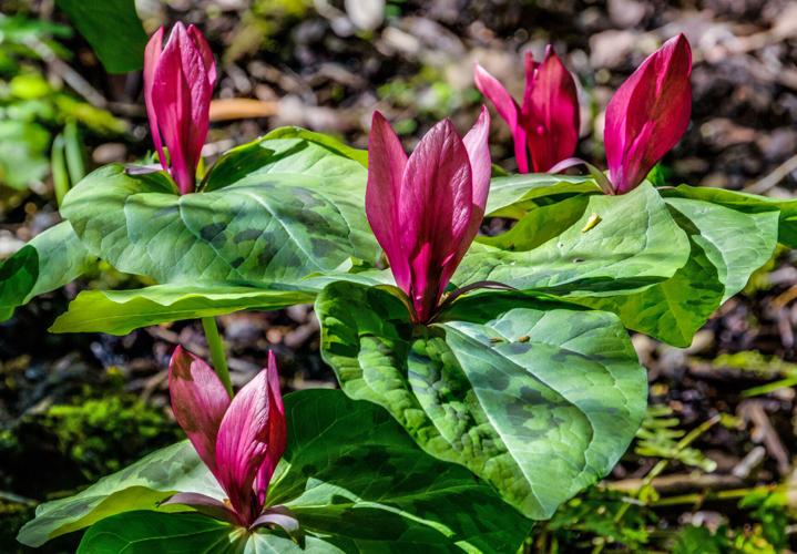Trillium