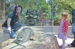 An up-close encounter: Oldest raccoon gets new home, roommates at CuriOdyssey