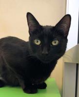Pet of the week