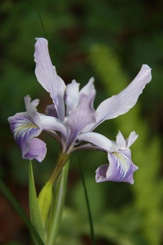 Douglas Iris