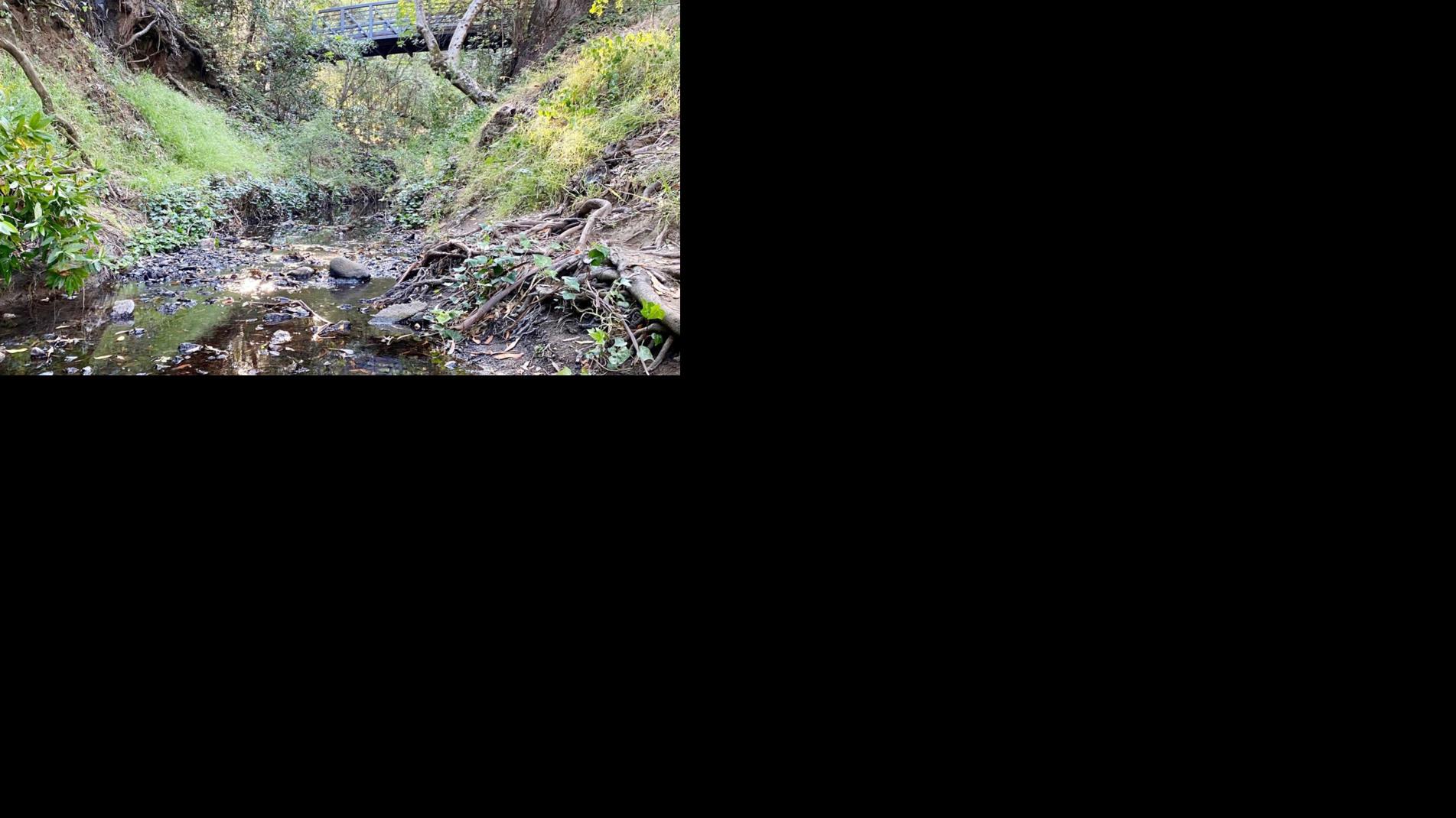 Belmont begins early levee protection efforts