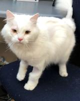 Cat up for adoption after hit by car  in Daly City