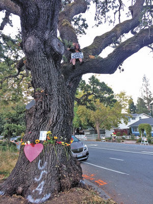 Woman sits in tree to protest cutting: Redwood City says oak tree is dying and poses a public threat