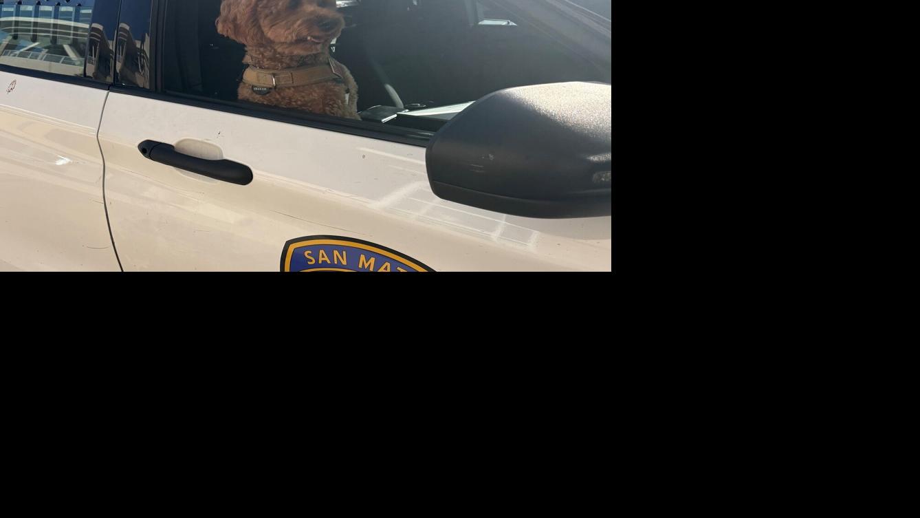 Alleged San Mateo dognapper nabbed