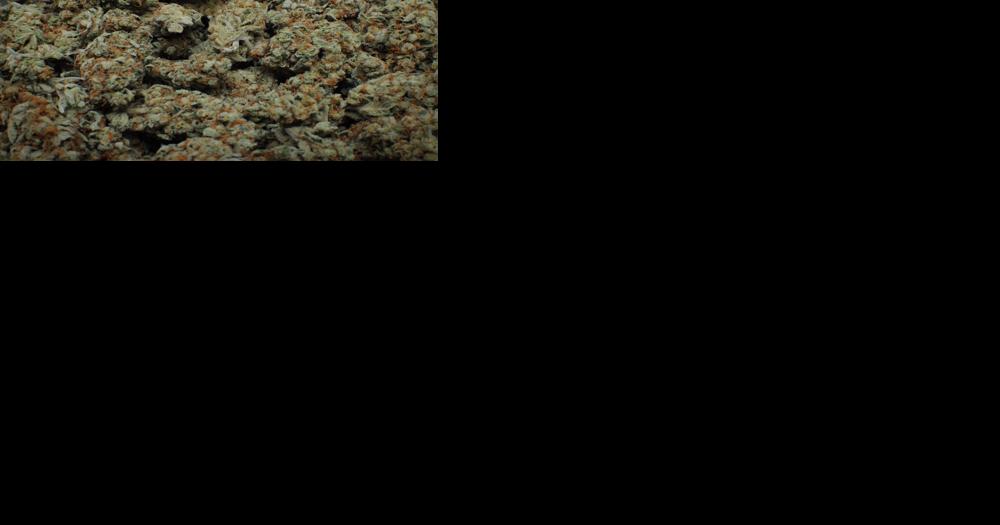 Cannabis discussion is trending within San Mateo County - Vimarsana News