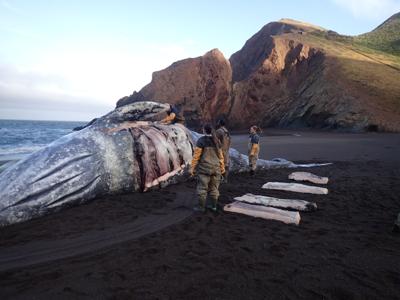 gray whale