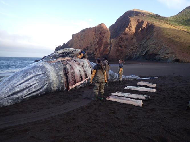 gray whale