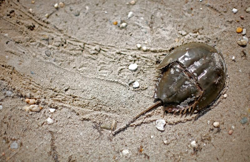 Horseshoe Crabs: Managing a Resource for Birds, Bait, and Blood