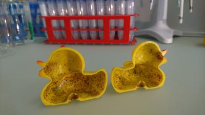rubber duck