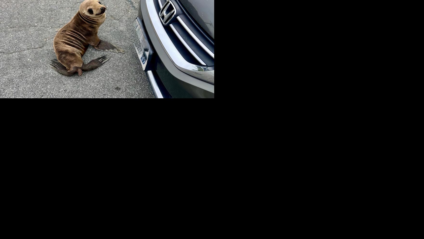 Police rescue young sea lion wandering near highway in Brisbane