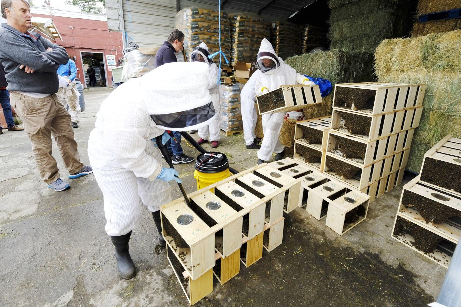 ‘Bee Packages’ At The Peninsula Feed Store | Community | Smdailyjournal.com